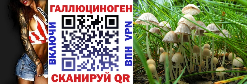 купить  цена  Данилов  Псилоцибиновые грибы мицелий 